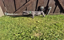Staffordshire Bull Terrier dogs for sale: Staffordshire Bull Terrier Puppy purple  - Beautiful KC reg Blue Staffordshire bullterriers  - Image 24