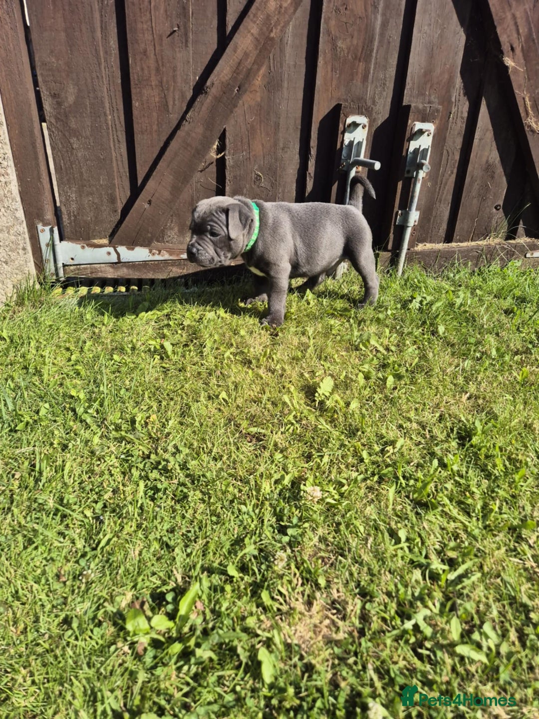 Staffordshire Bull Terrier dogs for sale: Staffordshire Bull Terrier Puppy purple  - Beautiful KC reg Blue Staffordshire bullterriers  - Image 24