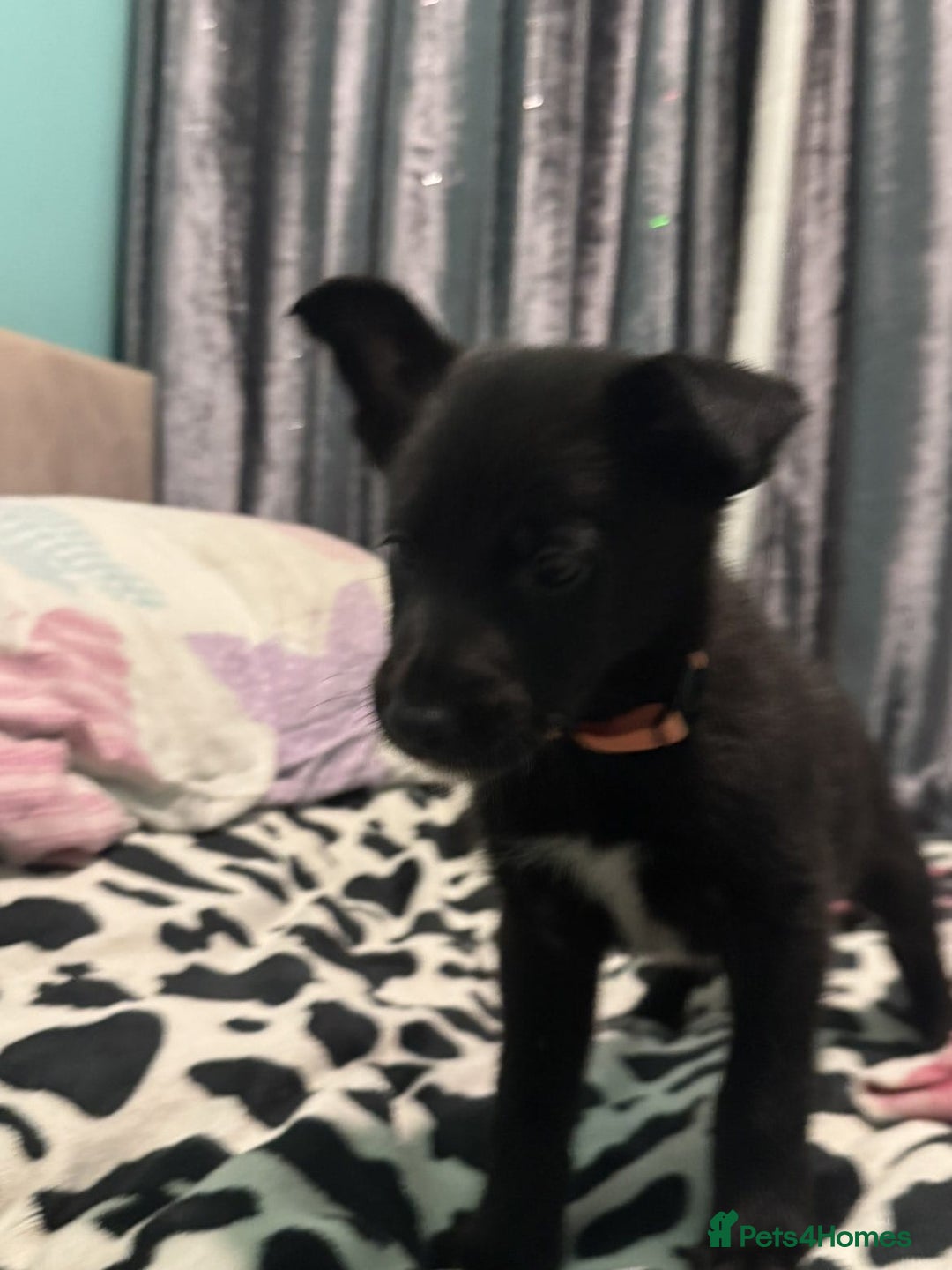 Shepsky dogs for sale: Shepski pups - Advert 25