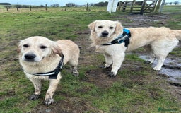 Golden Retriever dogs for sale: KC Registered Golden Retriever Puppies 🐾 - Image 20