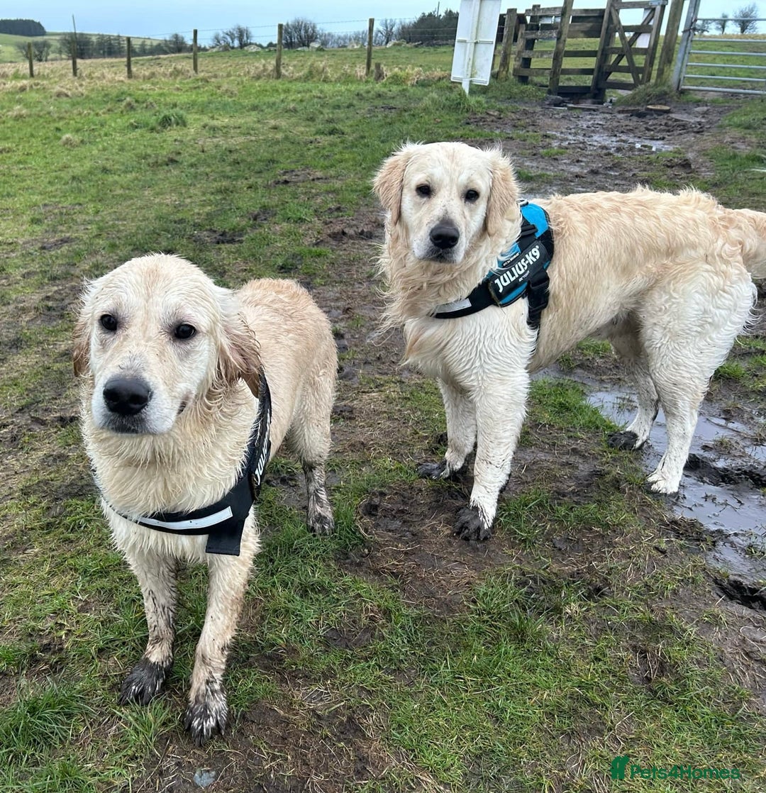 Golden Retriever dogs for sale: KC Registered Golden Retriever Puppies 🐾 - Image 20