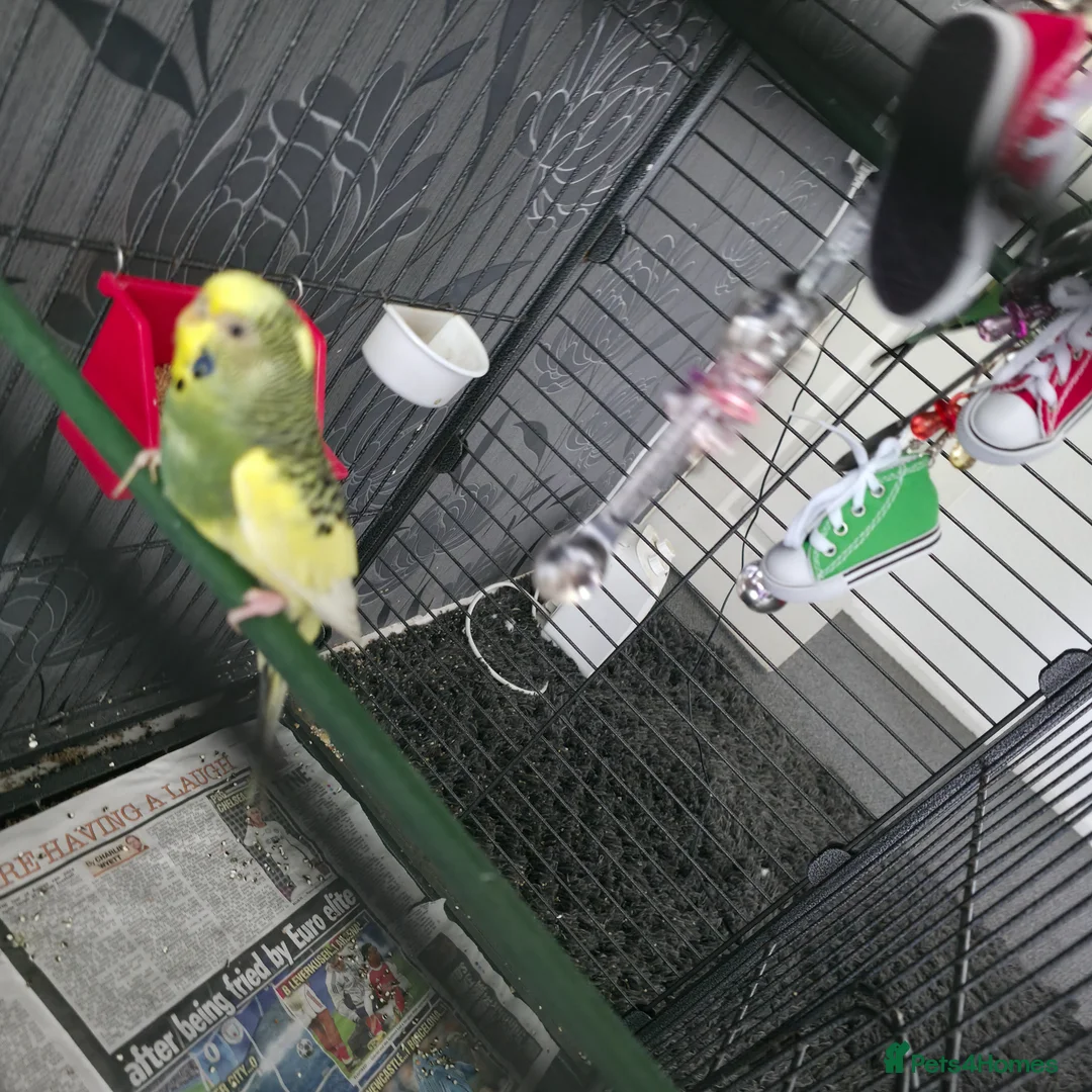 Budgerigars birds for sale: 2 Budgies for sale - Advert 2
