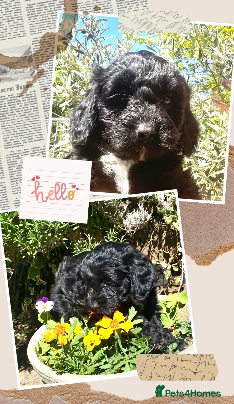 Cockapoo dogs 🌟EXCEPTIONAL F1 TOY COCKAPOO ~READY FROM MAY 🌟 - Advert 13