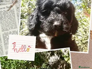 Cockapoo dogs 🌟EXCEPTIONAL F1 TOY COCKAPOO ~READY FROM MAY 🌟 - Advert 13