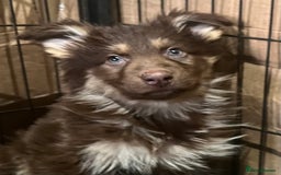 German Shepherd dogs for sale: German Shepherd Puppies Liver Isabella Blue Black  - Advert 19