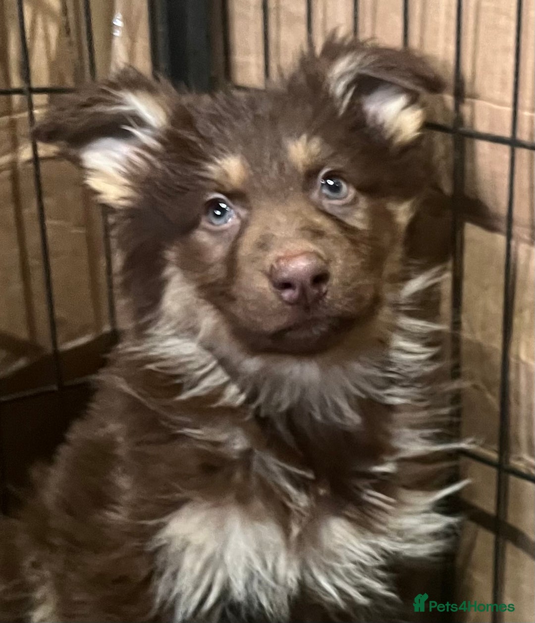 German Shepherd dogs for sale: German Shepherd Puppies Liver Isabella Blue Black  - Advert 19