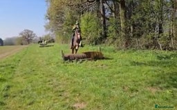 Welsh Section D horses for sale: 🌟 Gorgeous – Quality Welsh Section D – 14.2hh 🌟 - Image 11