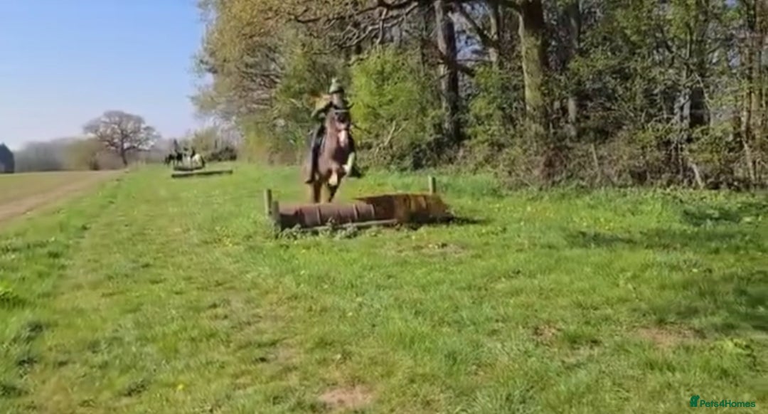 Welsh Section D horses for sale: 🌟 Gorgeous – Quality Welsh Section D – 14.2hh 🌟 - Image 11