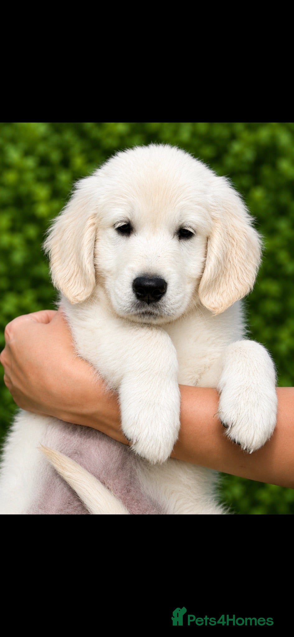 Golden Retriever dogs ⭐️ KC golden retrievers ⭐️ - Advert 1
