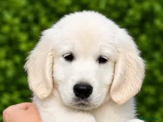 Golden Retriever dogs ⭐️ KC golden retrievers ⭐️ - Advert 1