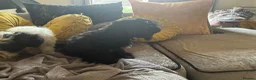 Mixed Breed dogs for sale: Dogs hair don’t fall out look like cokapoos  - Advert 9