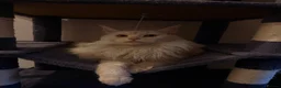 Maine Coon cats for sale: Maine coon cross kittens for sale  in Ipswich - Advert 2