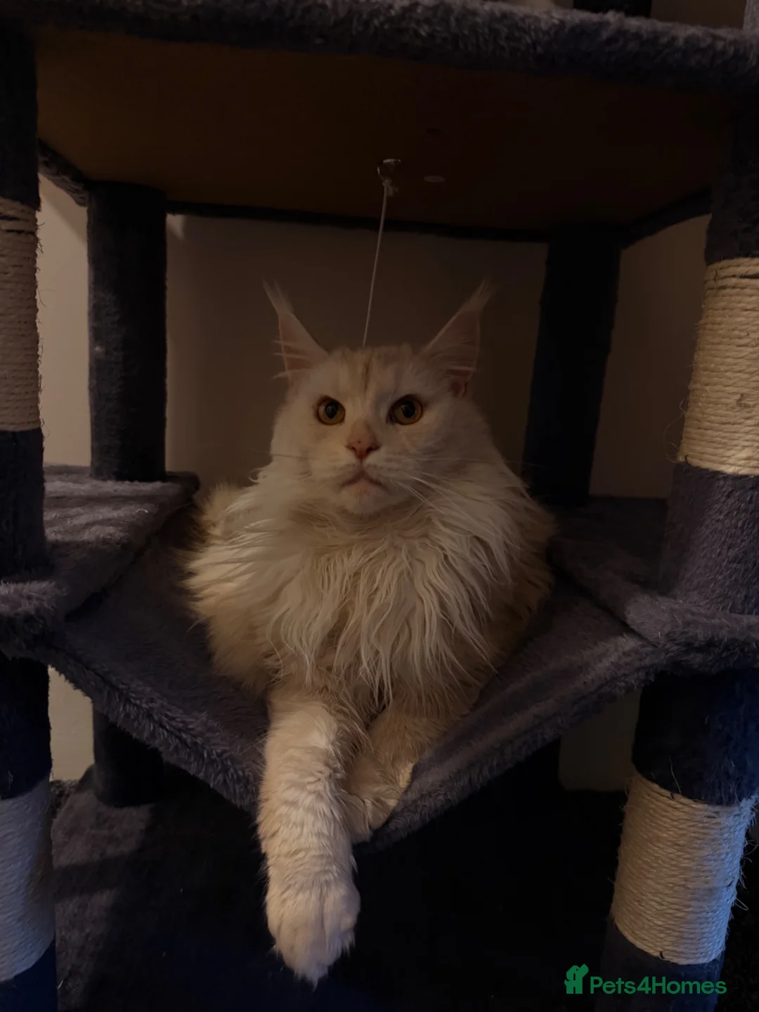 Maine Coon cats for sale: Maine coon cross kittens for sale  in Ipswich - Advert 2