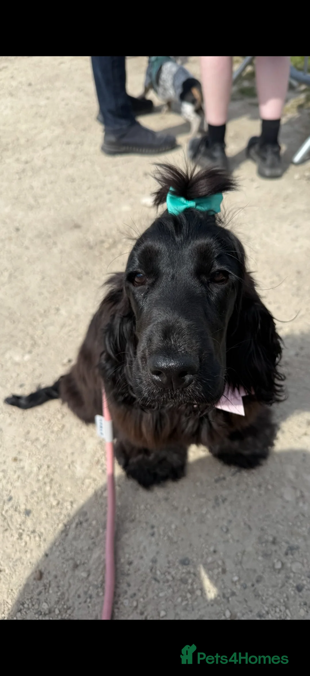Cocker Spaniel dogs for sale: Show cocker for sale - Advert 2