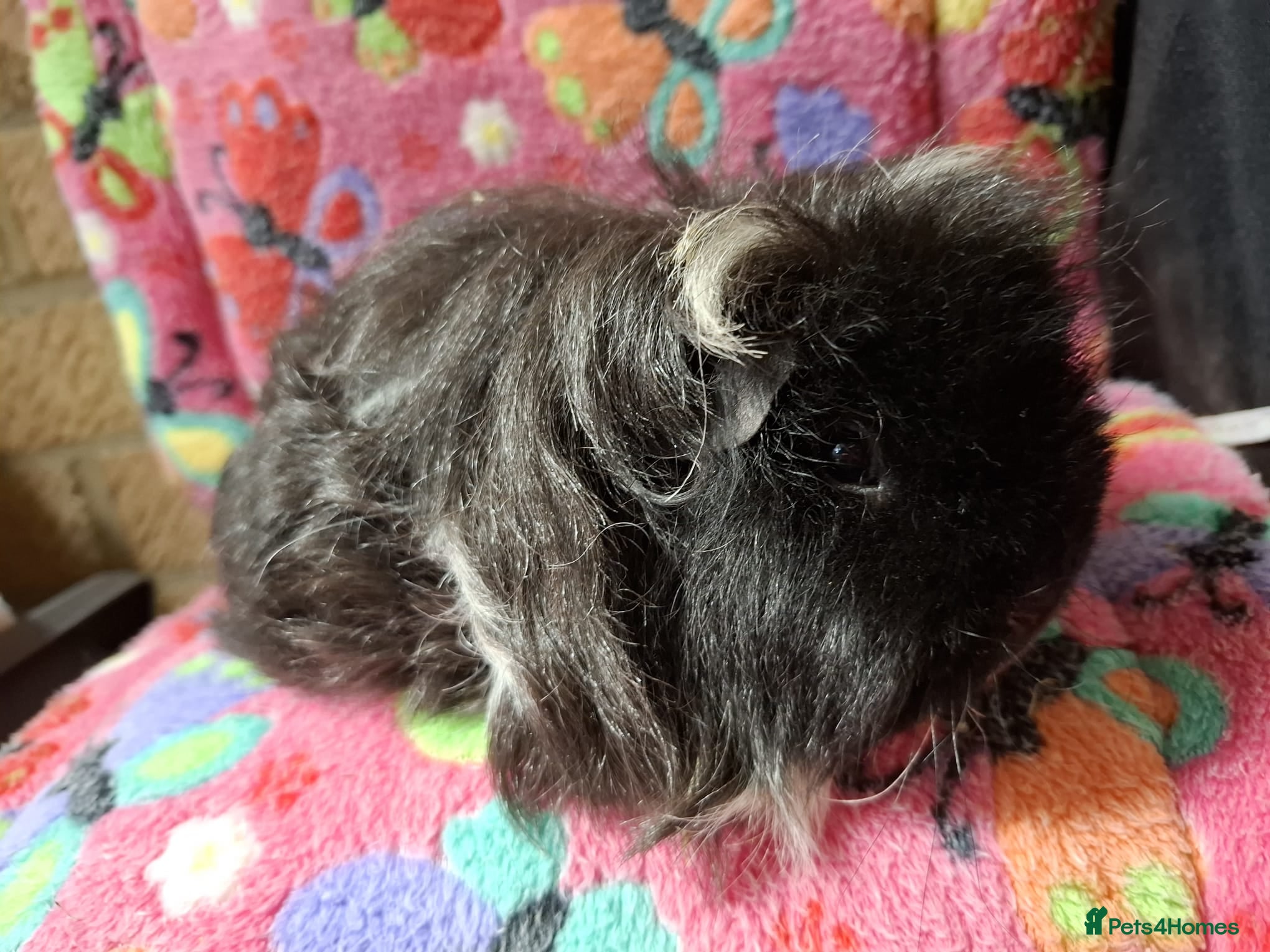 Guinea Pig rodents Retired Teddies / Longhaired Retired Young Adults. - Advert 12