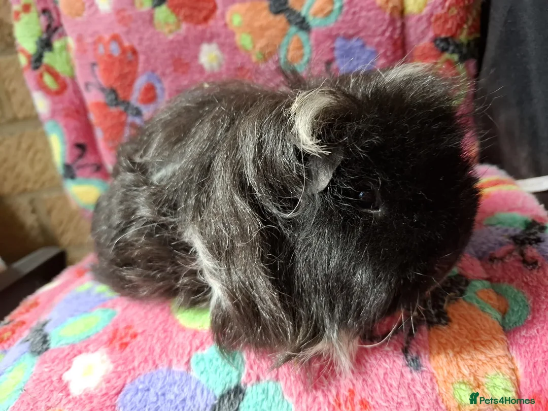 Guinea Pig rodents for sale: Young Adult Retired Sows DE Self Golden & Teddy  - Advert 8