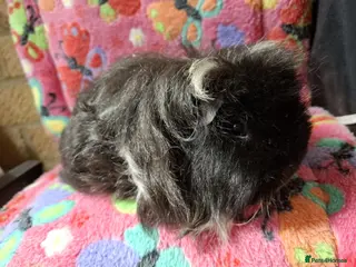 Guinea Pig rodents Retired Teddies / Longhaired Retired Young Adults. - Advert 12