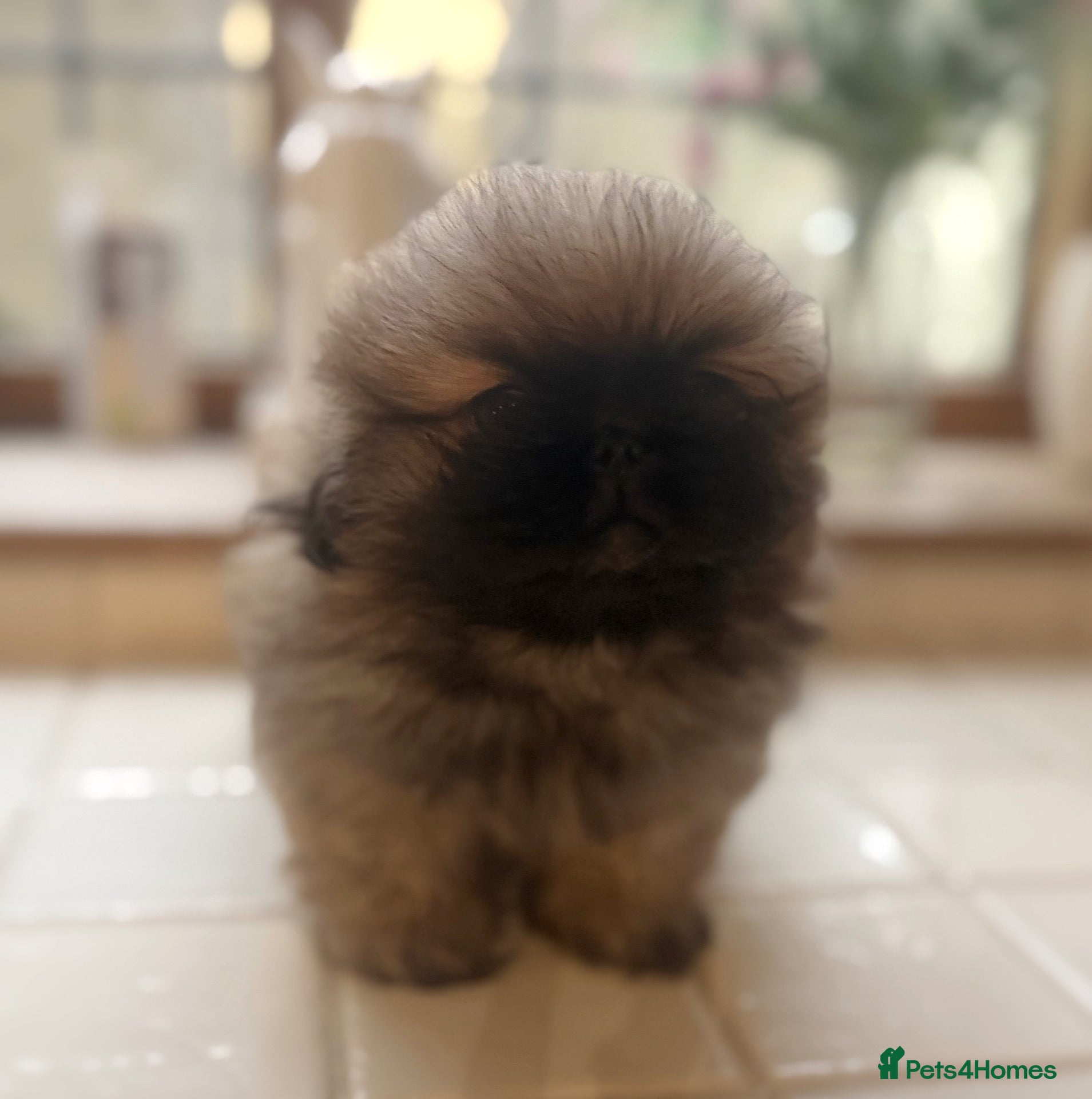 Pekingese dogs for sale: REDUCED Stunning Pekingese puppies  - Advert 1