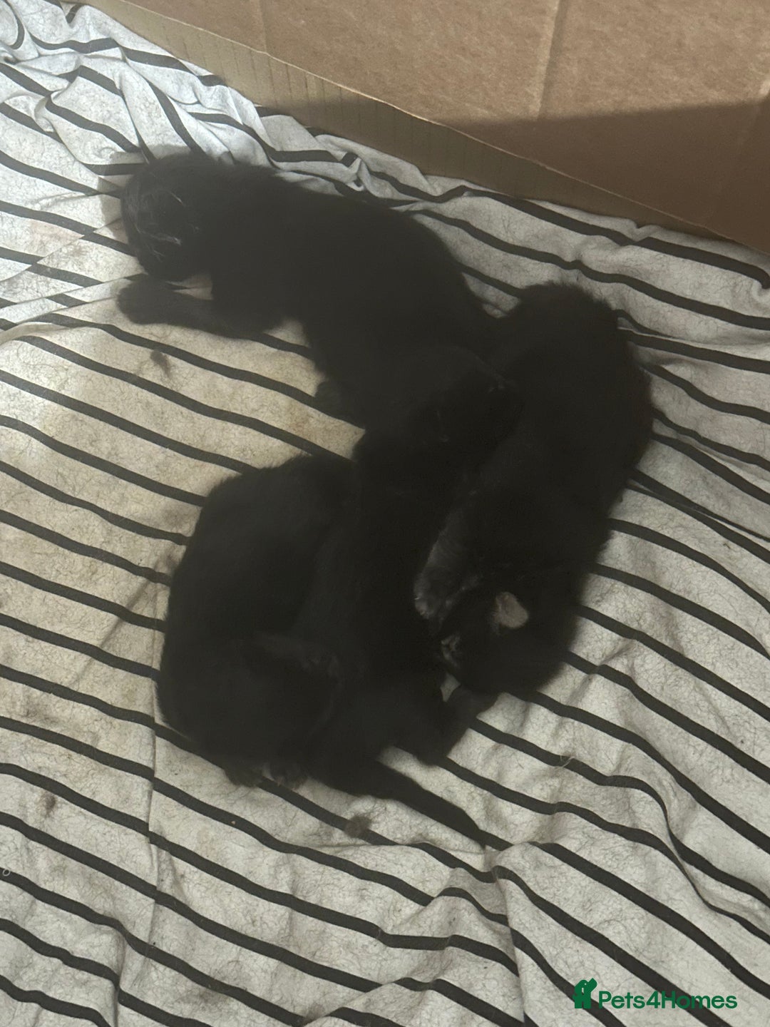 Maine Coon cats for sale: Three quarter maine coon kittens  - Advert 8