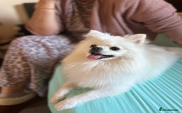 Pomeranian dogs for sale: Tiny Pomeranian Girls – Champion Bloodlines - Image 15