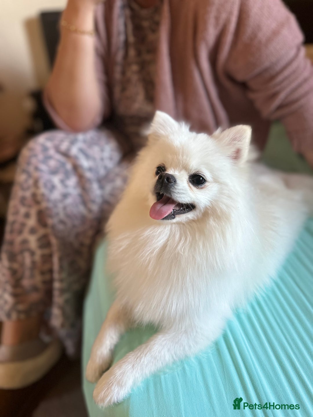 Pomeranian dogs for sale: Tiny Pomeranian Girls – Champion Bloodlines - Image 15