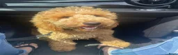 Poodle dogs for sale: Moyen Poodle via a 5* Breeder / POLICE dog trainer - Advert 2