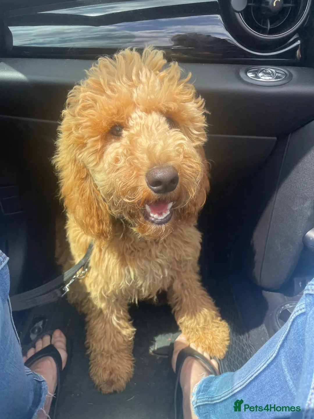 Poodle dogs for sale: Moyen Poodle via a 5* Breeder / POLICE dog trainer - Advert 2