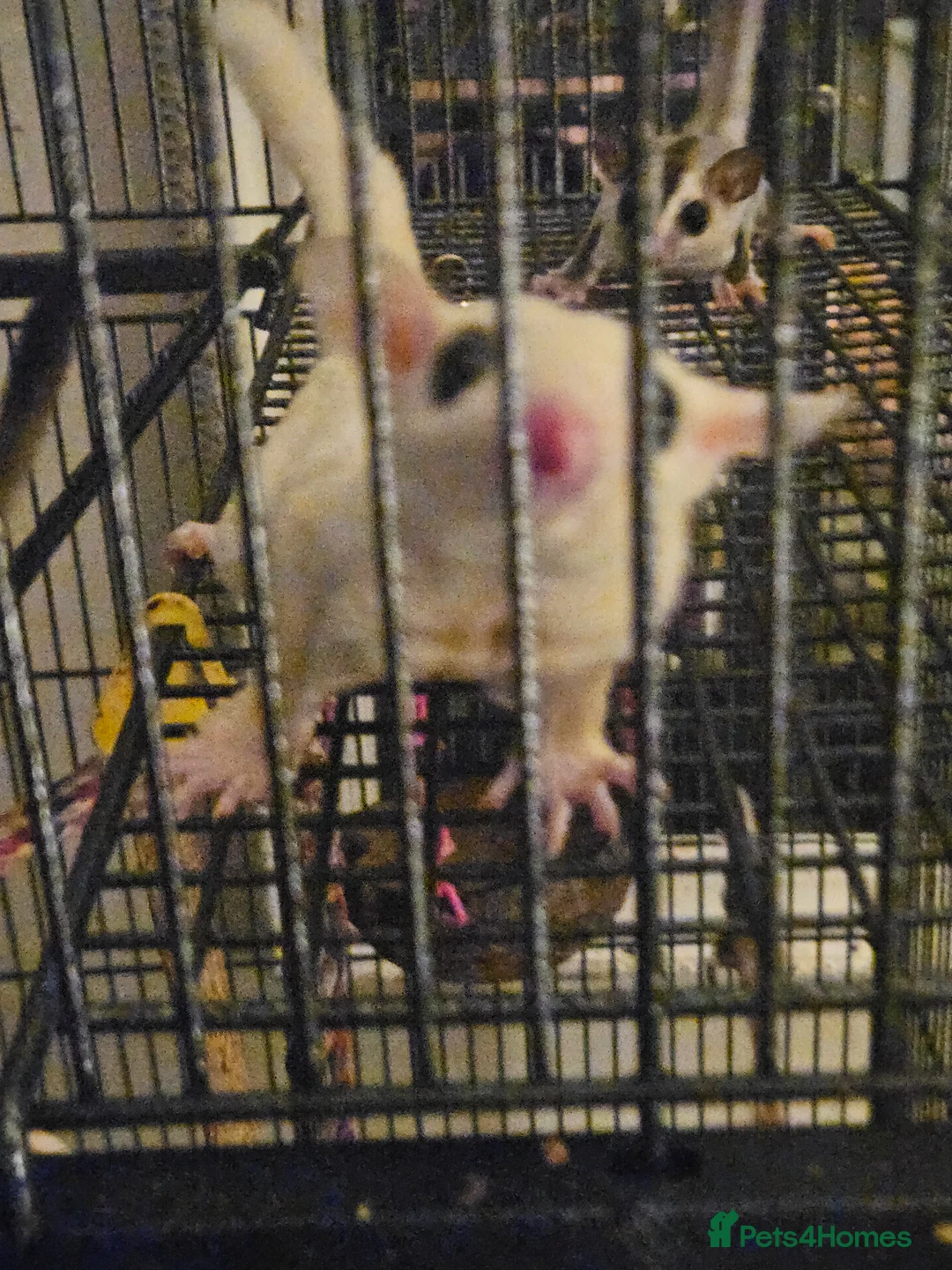 Sugar Glider rodents for sale: leucistic sugar gliders 1x male 1x female plusmore - Advert 2
