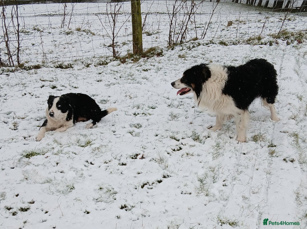 Border Collie dogs for sale: Border Collie puppies for sale  - Advert 10