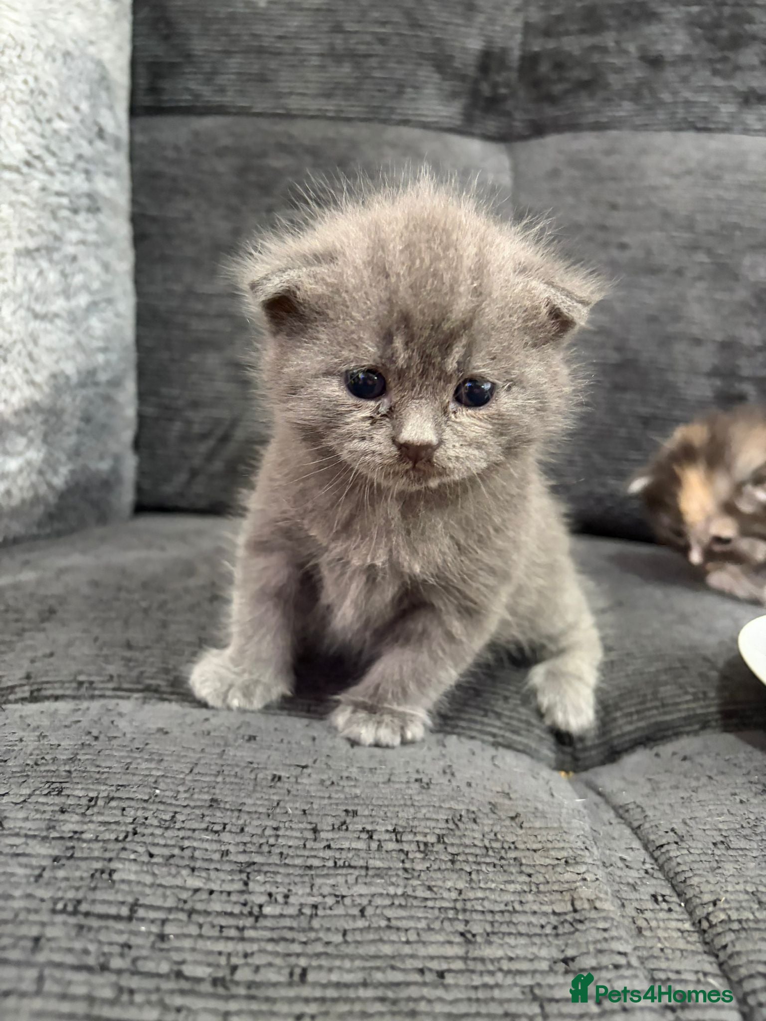 Persian cats persian crossed russian blue - Advert 9