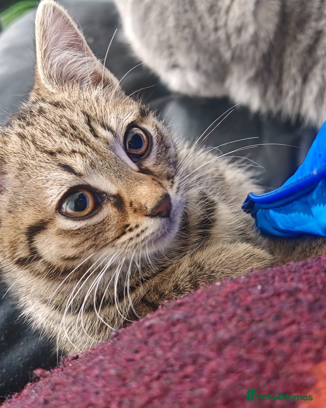 Mixed Breed cats for sale: 🐾 Two Beautiful Male Kittens Available –  –  - Advert 5