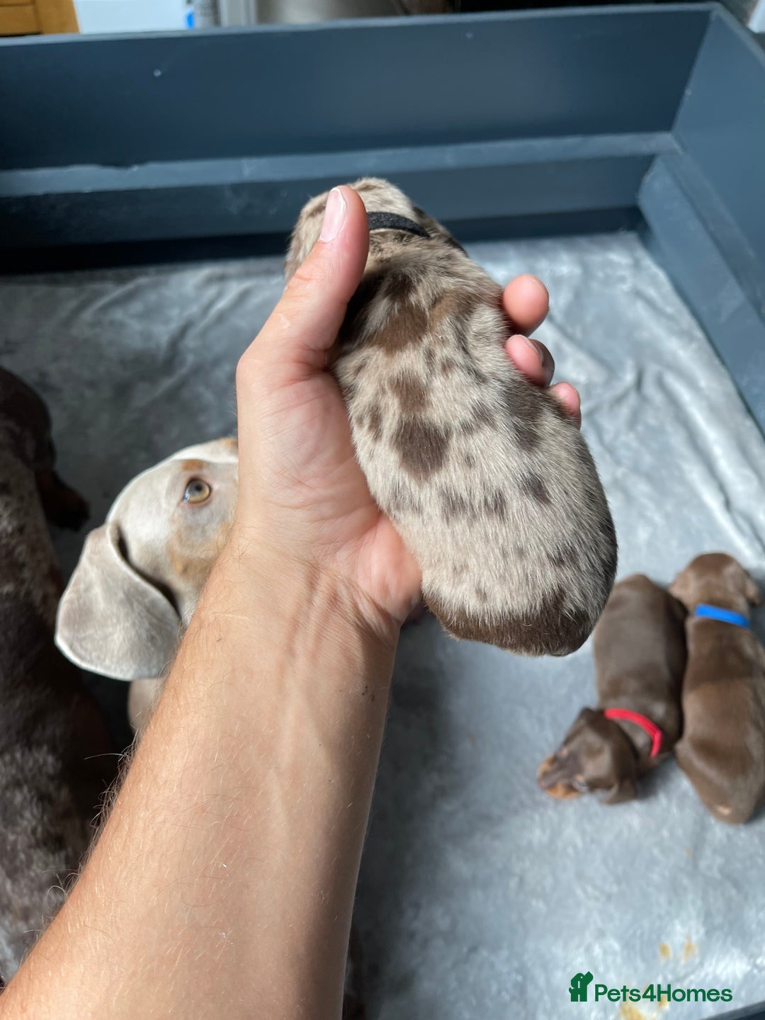 Miniature Dachshund dogs for sale: 🐾READY TO LEAVE NEXT WEEK🐾 - Image 15