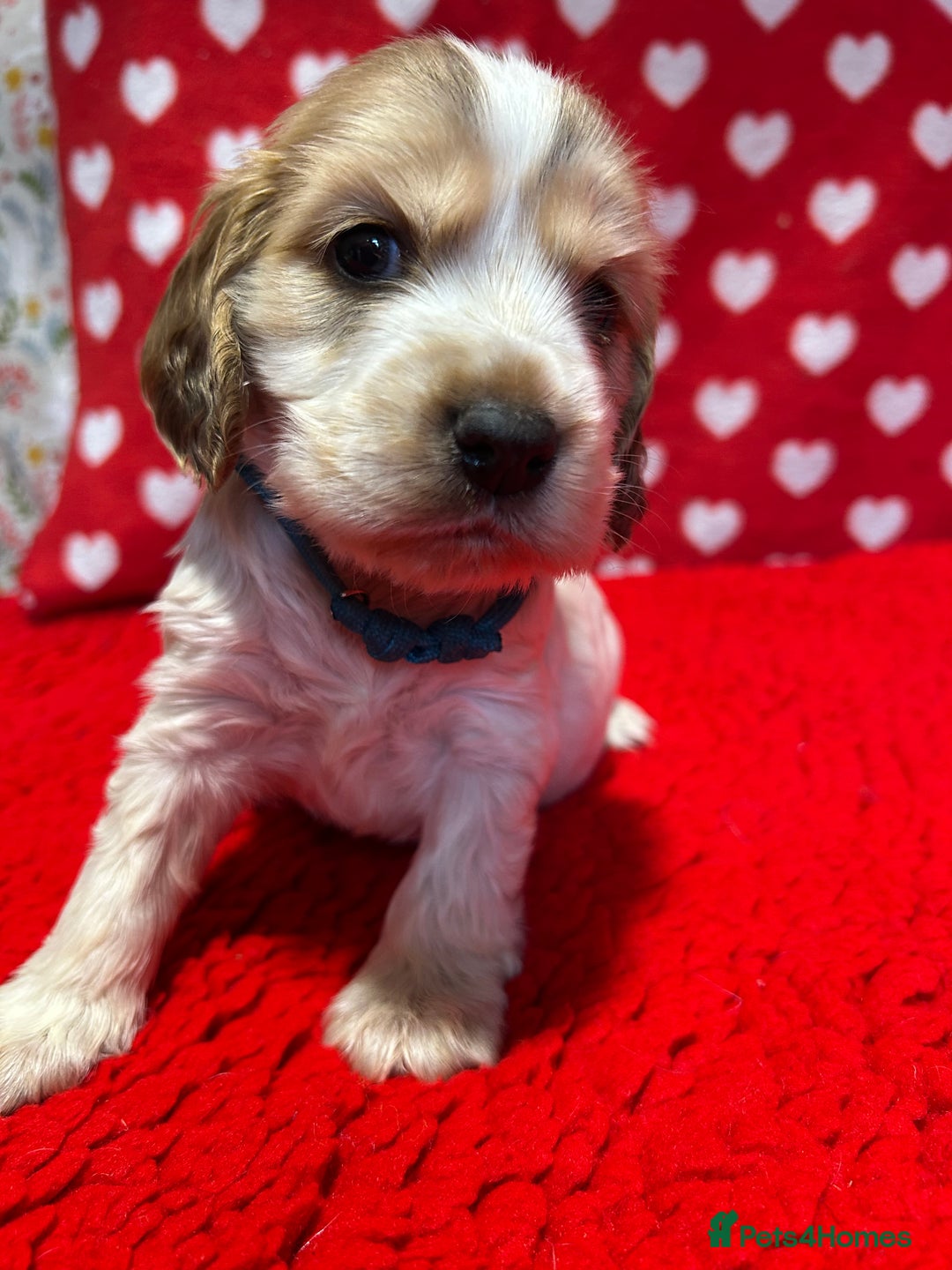 Cocker Spaniel dogs for sale: KC Registered show type cocker spaniel puppies.  - Advert 10