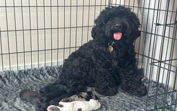 Cockapoo dogs for sale: DNA clear / Licensed Breeder for peace of mind  - Image 8
