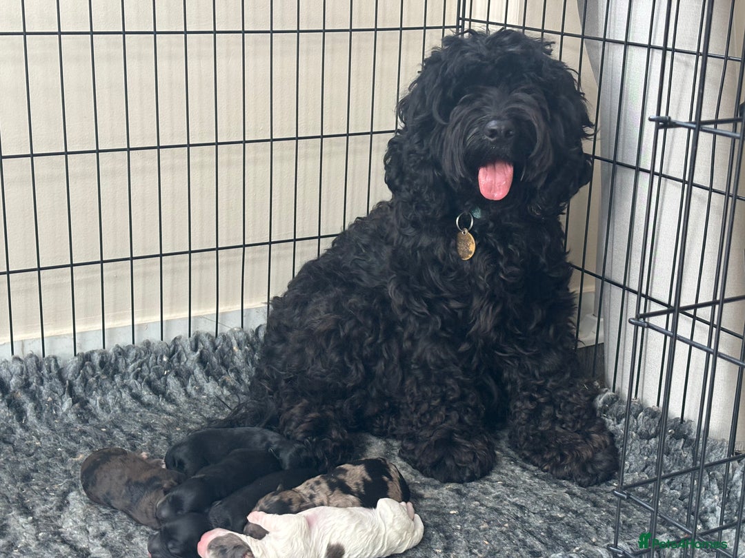 Cockapoo dogs for sale: DNA clear / Licensed Breeder for peace of mind  - Image 8