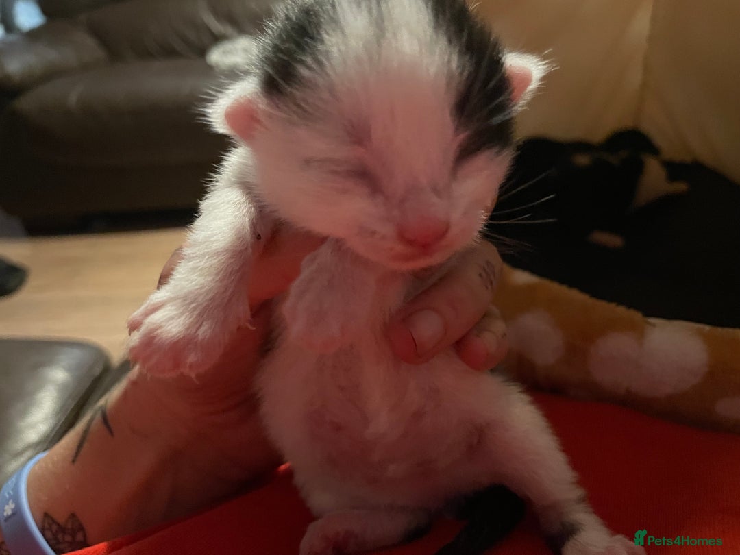 Mixed Breed cats for sale: Beautiful kittens  - Advert 15