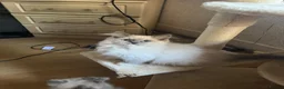 Ragdoll cats for sale: ❤️ Gorgeous ragdoll kittens ready now  ❤️ - Advert 21