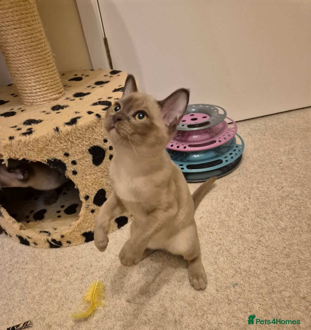 Burmese cats for sale: Pedigree Burmese Kittens - Advert 17