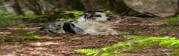 Border Collie dogs for stud: Beautiful Blue Merle looking to Stud him.   - Advert 13