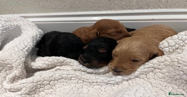 Cockapoo dogs - Advert 4