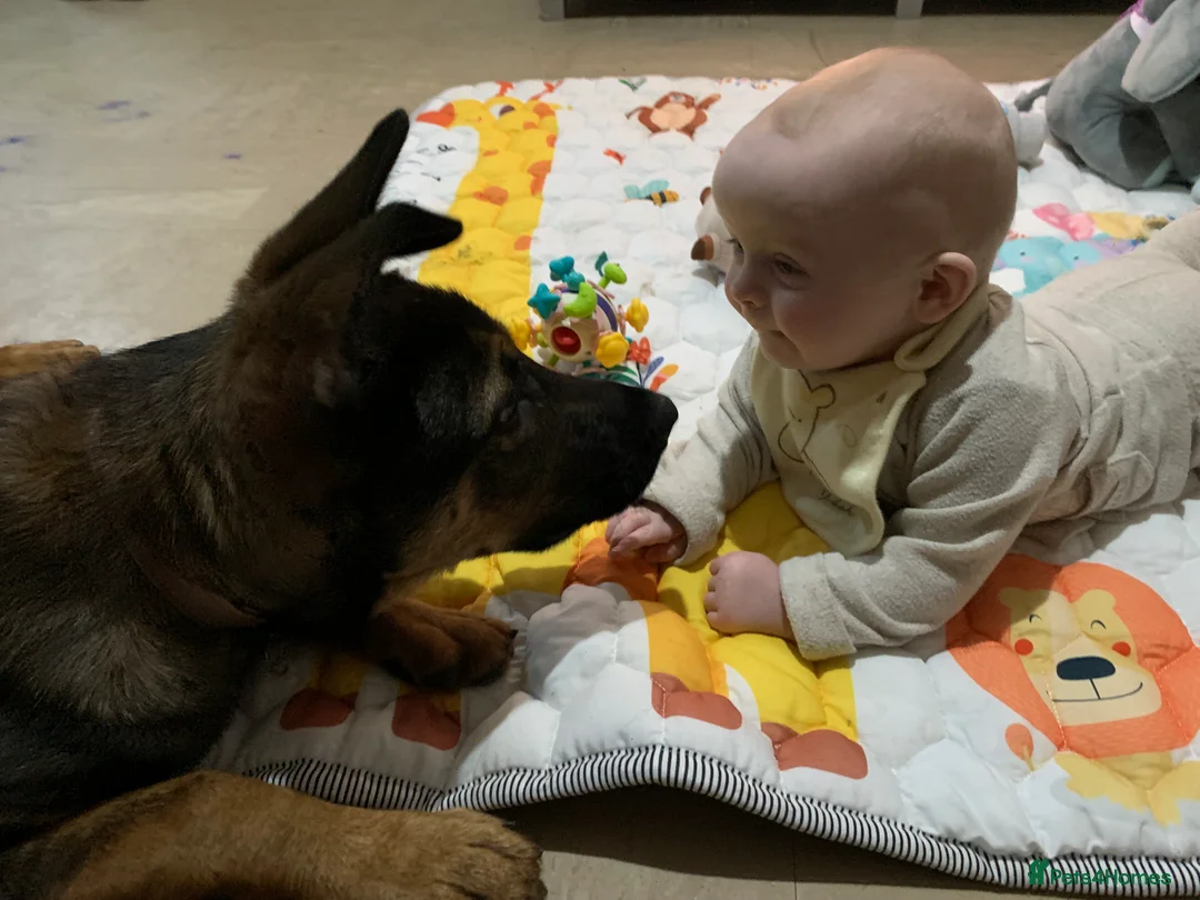 Mixed Breed dogs for sale: Sky female - Advert 7