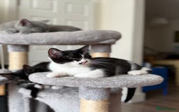 Mixed Breed cats for sale: British shorthair 5 mix kittens  - Image 18