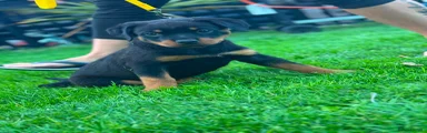 Yellow collar