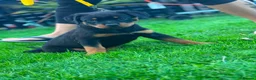 Rottweiler dogs for sale: Beautiful Rottweiler puppies for sale in Tonbridge - Advert 5