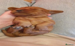 Cocker Spaniel dogs for sale: 4 Gorgeous Cocker Spaniel Puppies - Image 4