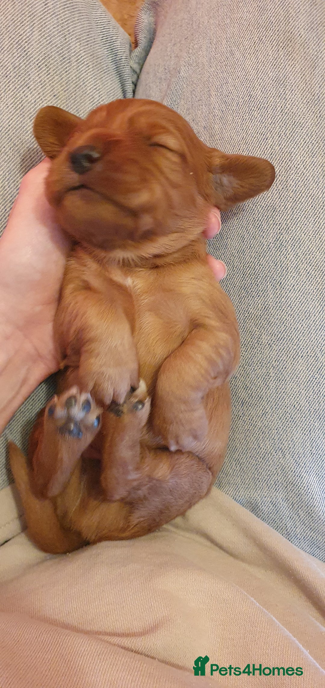 Cocker Spaniel dogs for sale: 4 Gorgeous Cocker Spaniel Puppies - Image 4