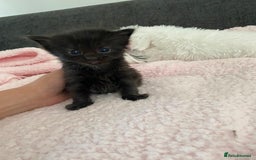 Mixed Breed cats for sale: 6 adorable kittens  - Image 10