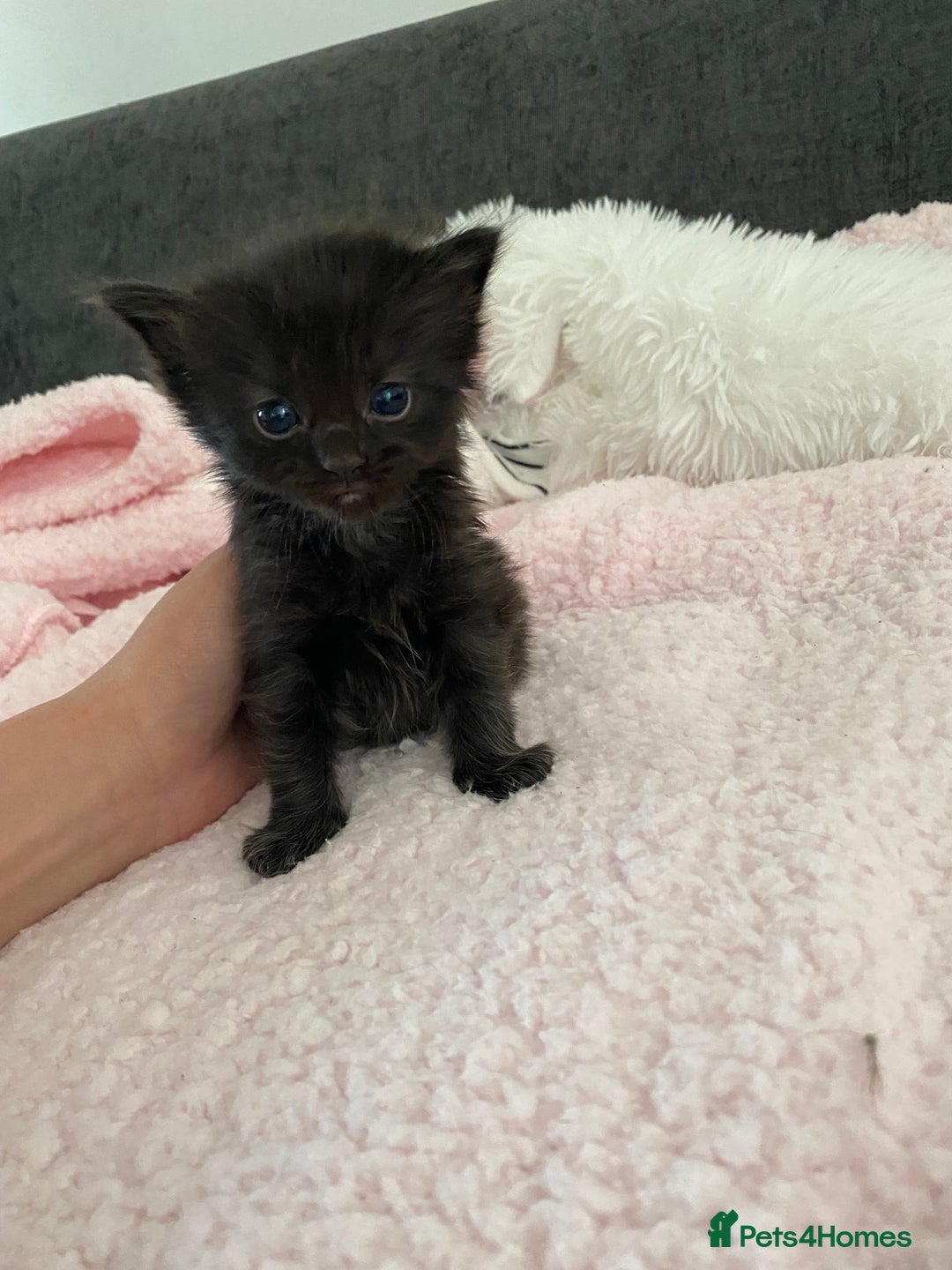 Mixed Breed cats for sale: 6 adorable kittens  - Image 10