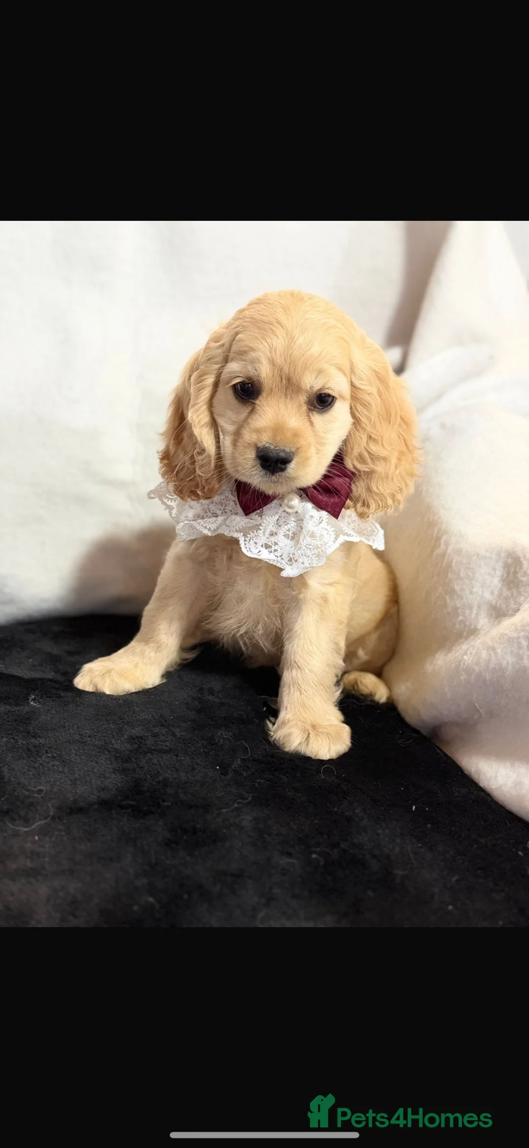 Cockapoo dogs for sale: Stunning yankydoodles - Advert 4