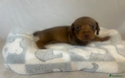 Miniature Dachshund dogs for sale: Miniature dachshund puppies  - Image 6